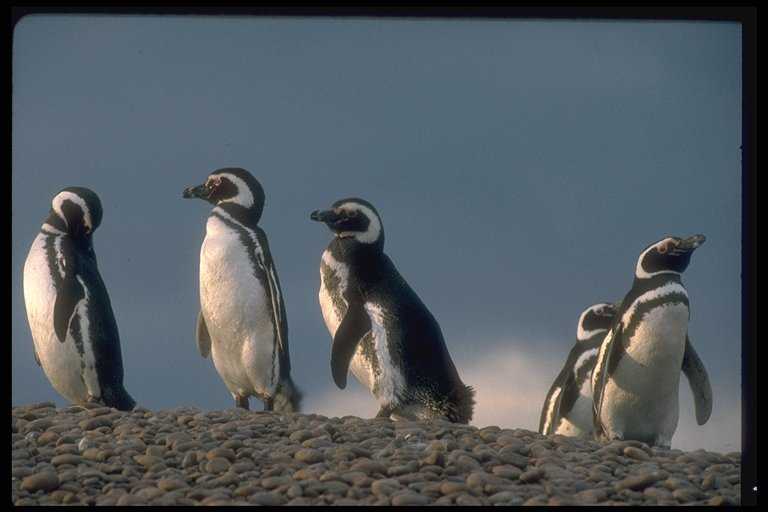 pinguinera-punta-tombo-0157.jpg