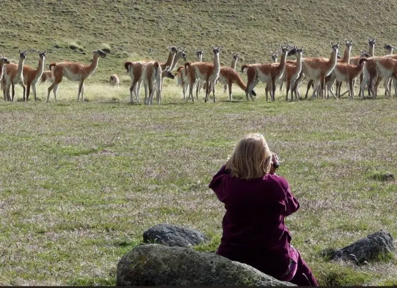 Manada de guanacos en el campo y una persona sentada observándolos