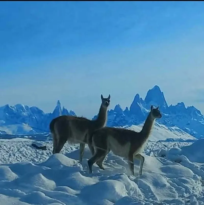 Guanacos en la nieve con las montañas de El Chaltén al fondo