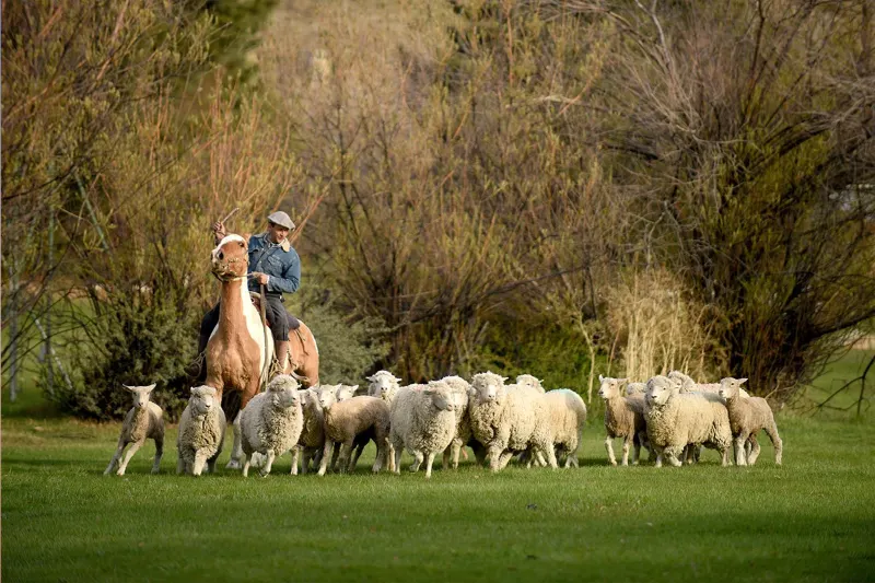 Gaucho a caballo arreando ovejas en una estancia patagónica