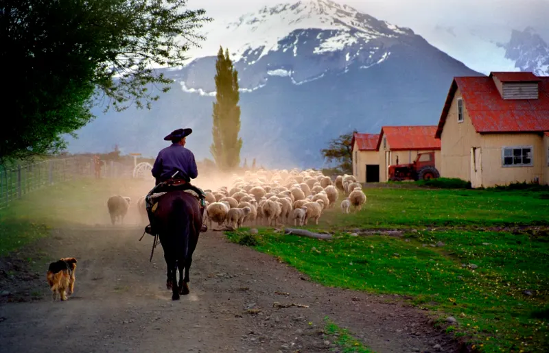Gaucho a caballo con ovejas frente a la casa de la estancia y las montañas